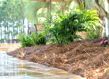 Landscaped planting bed with ferns and palms near a patio
