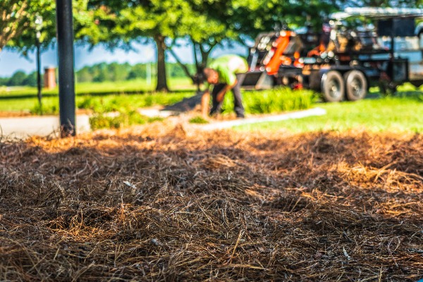 Close-up of fresh pine straw mulch during installation